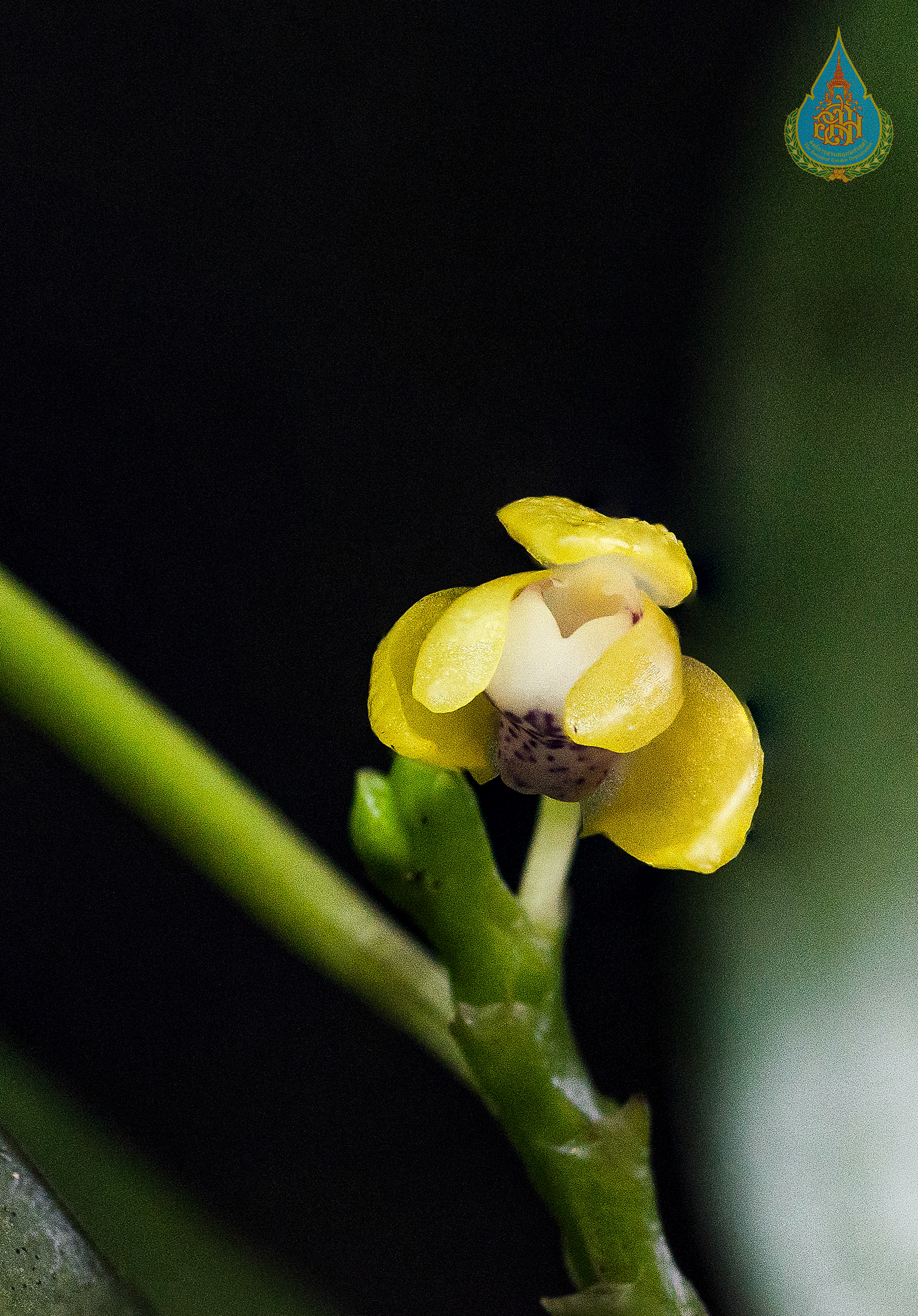 ตะขาบสุเทพ Thrixspermum sutepense (Rolfe ex Downie) Tang & F.T.Wang<br/>ORCHIDACEAE